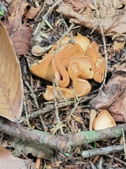 Otidea alutacea