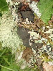 Daldinia concentrica