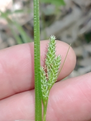 Carex hirsutella
