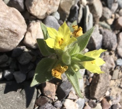 Mohavea breviflora