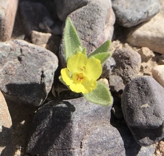 Mohavea breviflora