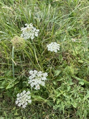 Daucus carota