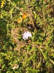 Solanum sisymbriifolium