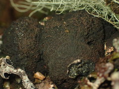 Daldinia concentrica