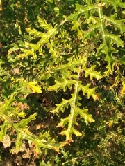 Solanum sisymbriifolium