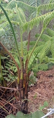 Sphaeropteris