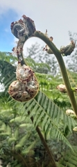 Sphaeropteris
