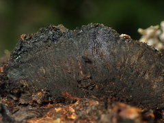 Daldinia concentrica