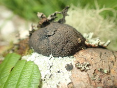 Daldinia concentrica