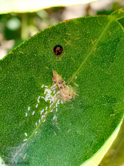 Pinnaspis aspidistrae