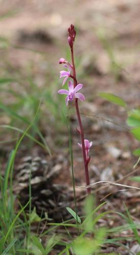 Image of Bletia mexicana by no rights reserved