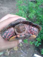 Rhinoclemmys pulcherrima pulcherrima