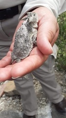 Phrynosoma taurus