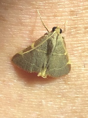 Hypsopygia binodulalis