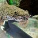 Polypterus endlicherii - Photo (c) muzina_shanghai, μερικά δικαιώματα διατηρούνται (CC BY-NC-ND)