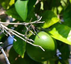 Archilestes californicus