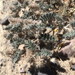 Dalea mollissima