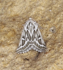 Plataea trilinearia