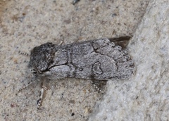 Acronicta tota