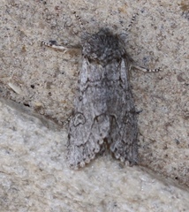 Acronicta tota