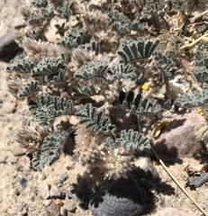 Dalea mollissima