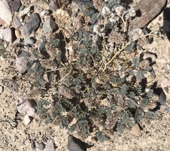 Dalea mollissima