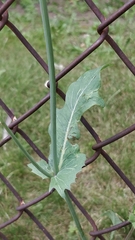 Cichorieae