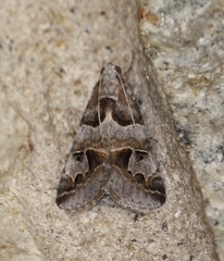 Drasteria ingeniculata