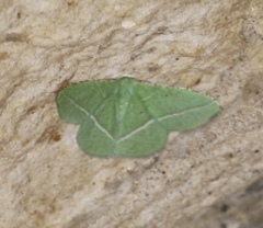 Dichorda rectaria