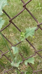 Cichorieae