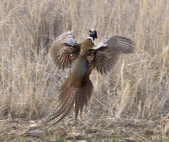 Phasianus colchicus torquatus