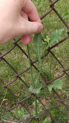 Cichorieae