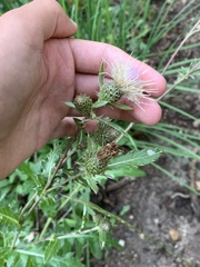Cirsium centaureae