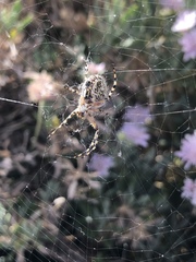 Araneus annulipes