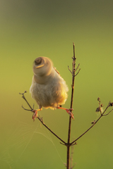 Cistothorus platensis