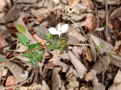 Tetramerium