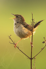 Cistothorus platensis