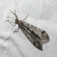 Dendroleon speciosus