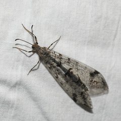 Dendroleon speciosus