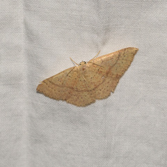 Cyclophora dataria