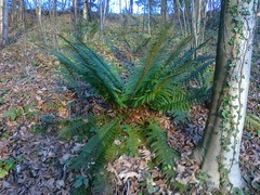 Polystichum aculeatum