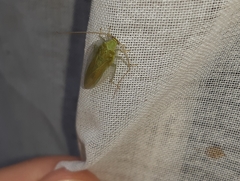 Panchlorinae