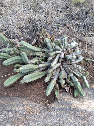 Cereus fernambucensis ssp. fernambucensis