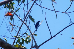 Cyanocompsa parellina