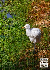 Bubulcus ibis
