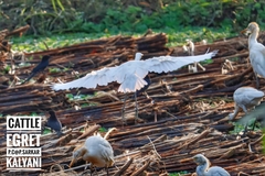 Bubulcus ibis
