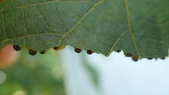 Waldheimia vitis