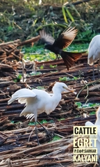 Bubulcus ibis