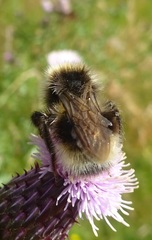 Bombus campestris