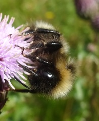 Bombus campestris